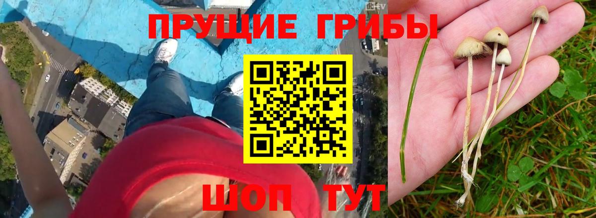 Галлюциногенные грибы мухоморы Чита